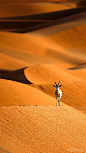位于阿曼中部哈拉平原上的阿拉伯羚羊保护区，羊群漫步沙丘悠闲惬意。但在当地政府统计，羚羊保护区面积已缩减了90%，而于2007年被世界遗产委员从世界遗产名录中除名。——羚羊保护区