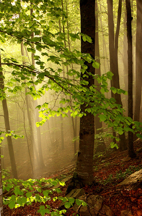 libutron:Montseny | ...