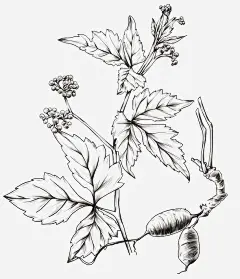 手绘药草线稿15高清素材 png 设计图片 免费下载 页面网页 平面电商 创意素材 png素材