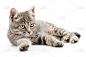 白底上的小猫