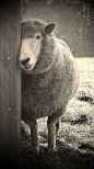 amospoe:


“I finally got around to reading the dictionary. Turns out the Zebra did it.” ― Steven Wright
