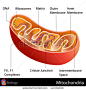 easy to edit vector illustration of mitochondria diagram - stock vector