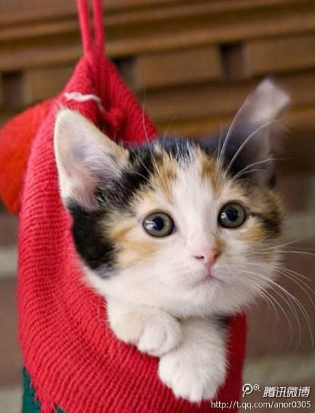 可爱猫猫