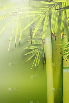 美丽的竹自然背景。