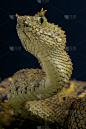 乌桑巴拉角毒蛇/阿瑟里斯·塞拉托福拉