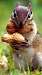 chipmunk: 