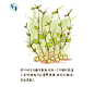 手绘各种自发豆芽、蒜苗、金针菇等方法！