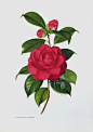 Paul Jones Camellia Prints