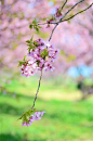 芳树无人花自落，<br/>春山一路鸟空啼