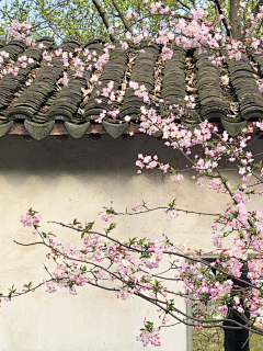 吃亿口香菜采集到你站在桥上看风景