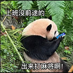 谢谢肉姐2023年贡献的表情包