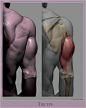 Anatomy Studies Part 03, Glauco Longhi : Progressing with the anatomy studies, here are a few more I've done over the past few weeks.
As usual, please refer to the original posts over my www.instagram.com/glaucolonghi account for more insights.

I'll be r