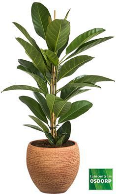 Ficus benghalensis R...