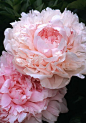 MYRTLE GENTRY, 1925  Often called the most fragrant peony of all.  Memorial Day, "Decoration Day" memories.: 