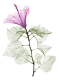 Nick Veasey - Botanical -