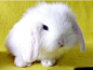 【学名】：Holland Lop（荷兰垂耳兔) 
【类型及体重】： 2.0～2.5公斤，40cm左右，中小型兔。 
【特徵】：垂耳，而且他们多是面和身都圆圆的，且鼻扁扁，前脚亦较之为短，而颜色亦有很多种，最常见的是黑白色、咖啡白、深/浅啡色。 
【性格】多数个体的性格温厚，不讨厌被人碰触，也少有害怕人类手的情况。许多个体都可以让人抱。在美国甚至是被用来当作宠物医师医疗法的品种。动作及学习较慢。 
