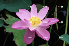 莲花 花 花壁纸 花卉背景 粉红色的花 花瓣 美丽的花朵