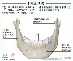 藏云不知境采集到人体骨骼结构