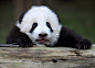中国成都大熊猫繁育基地，一只熊猫宝宝紧紧抓住一根圆木
