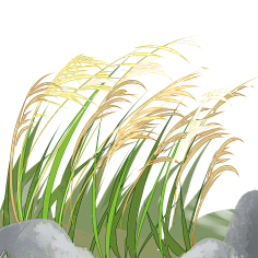 com手绘水彩芦苇丛植物透明背景免抠png图案 装饰ps设计合成素材 (85)