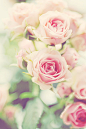 “喜欢你那灿烂的笑容” ---- 粉色玫瑰