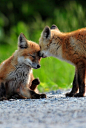  wanderers-haven: juliaeplove17: fox