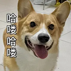 哈喽哈喽
