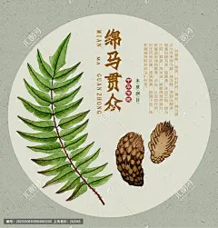 绵马贯众 绵马贯众特写 手绘绵马贯众 中药材绵马贯众 药材 医草 手绘值物花草 手绘中草药 草药 中草药包装插画 绵马贯众包装插画 草本植物 中草药 中药本草纲目 百草集