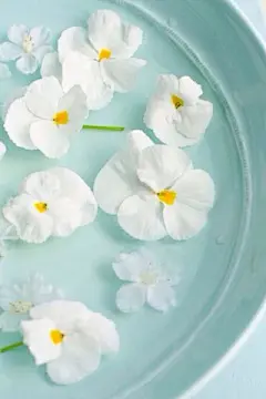 淡雅小清新薄荷绿可爱花朵简约安卓手机壁纸下载http://www.kutoo8.com/