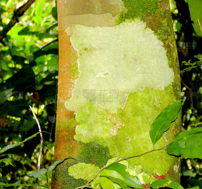 A man s face made with moss and lichen on a trunk of a tree amazonian