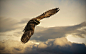 General 1680x1050 falcons birds animals