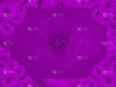 紫罗兰玫瑰花束四个角落，在紫罗兰方形背景上模糊紫罗兰玫瑰，模板，横幅，名片，复制空间