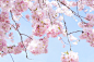 漂亮的日本樱花树