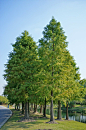 Taxodium mucronatum 墨西哥落羽杉 0001 :                                