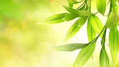 夏日护眼主题桌面壁纸桌面壁纸2