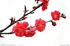 手机端、无线端首页、手机端首页、手机APP首页、淘宝手机端首页、天猫手机端首页、男装手机端首页、女装手机端首页、食品手机端首页、饰品手机端首页、童装手机端首页、母婴手机端首页、电器手机端首页、箱包手机端首页、鞋子手机端首页 无线钻石展位，首焦资源位，创意海报设计，手机端海报，无线钻展，淘宝APP，天猫APP，首焦海报，天猫京东电商活动轮播海报平面设计 男女装 家电数码 电器建材 母婴玩具 箱包女鞋 珠宝首饰 美妆 化妆护肤品 食品 茶 酒 电脑办公
家居背景、家居海报背景、海报背景、家居场景、家装背景、家