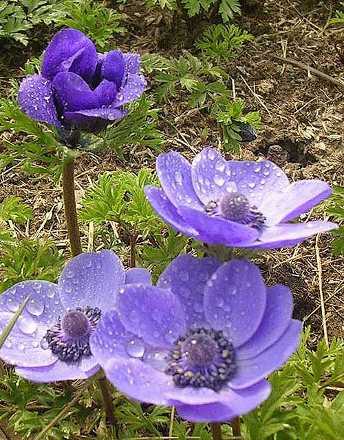 欧洲银莲花　学名：Anemone cor...