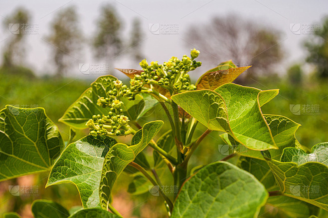 花麻疯树