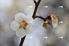 梅花 春天的花朵 花卉背景 春天 李子树 花朵 花壁纸 美丽的花朵