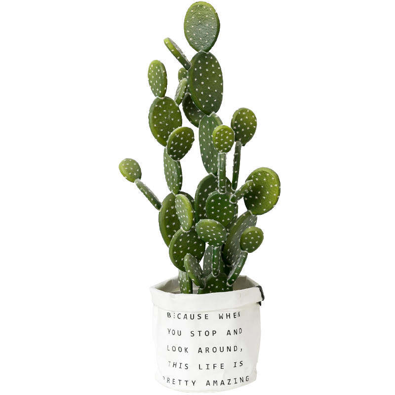 盆栽植物绿色叶子透明素材png 免扣素材北欧植物抠图仙人掌北欧绿植居家装饰绿植透明素材