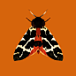 Moths : A series of moths. 