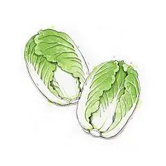 白菜 手绘 插画
