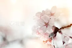 Blooming malus spectabilis flower background