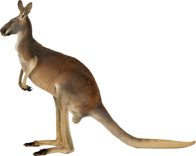 kangaroopng