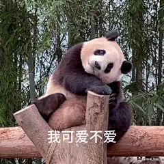 做了一组萌兰 么么儿表情包