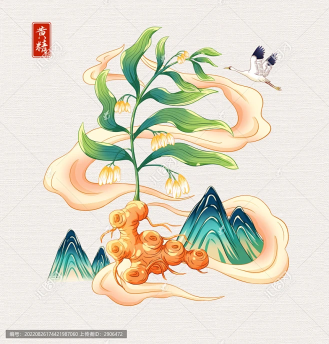 中草药黄精手绘插画-花瓣网