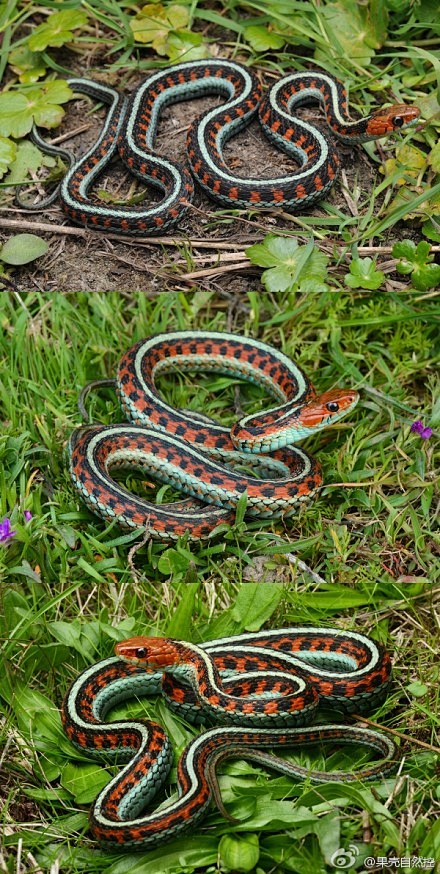 北美束带蛇图片