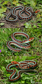这是束带蛇加州亚种（Thamnophis sirtalis infernalis），束带蛇这个物种的颜色极其多样，除了花里胡哨的，还有棕色的，黑色的，黑底黄条纹的。但只有这个亚种，有这般色彩。