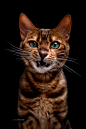 Some Bengals are generally talkative while others prefer to wait for the right time to communicate. Many Bengal Cats have an affinity for water and will enjoy ... #CatPhotography