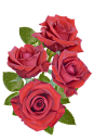 点缀素材 玫瑰花 鲜花  PNG